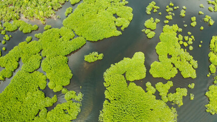 River in tropical mangrove green tree forest top view. Mangrove jungles, trees, river. Mangrove landscape