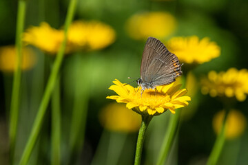 Lycaenidae / Minik Sevbeni / / Satyrium acaciae