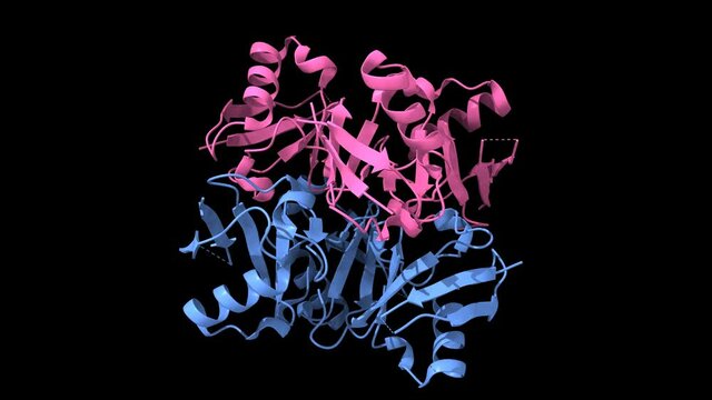 Structure of Lys27-linked triubiquitin, three chains of ubiquitin (blue) and D-ubiquitin (pink) are shown, animated 3D cartoon and Gaussian surface models, based on PDB 5jby, black background