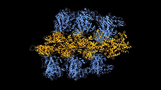 Structure of myosin VI (blue) - actin (orange) complex in the rigor (nucleotide-free) state, animated 3D cartoon and Gaussian surface models, based on PDB 6bnp, black background