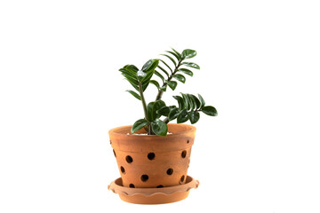 Fototapeta premium Zamioculcas zamifolia tree in a pot isolated on white background.
