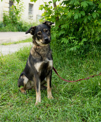 tricolor stray dog on a leash in summer