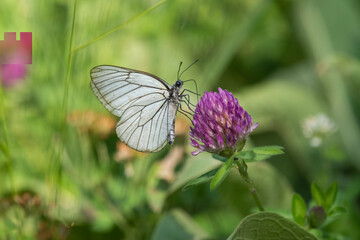 Pieridae / Alıç Kelebeği / Black-veined White / Aporia crataegi