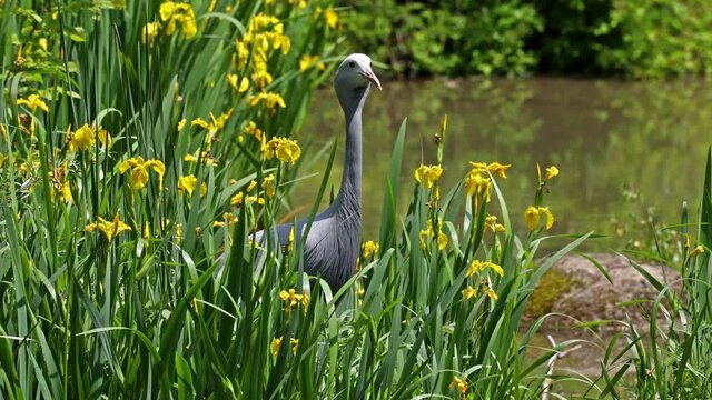 The Blue Crane, Grus paradisea, is an endangered bird specie endemic to Southern Africa. It is the national bird of South Africa