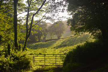 Summer evening on the farm Cornwall