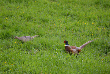 Male and Female pheasant in the grass Cornwall