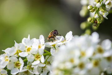 A bumblebee is sitting on a branch of a white cherry tree. Close-up