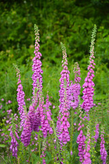 Foxglove flowers in the wild garden Cornwall
