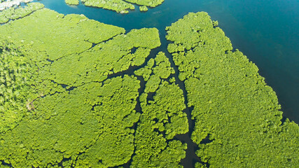 Mangrove green forests with rivers and channels on the tropical island, aerial drone. Mangrove landscape.