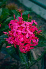 Vertical close-up of a bunch of pink spike flowers