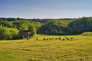 Fototapeta na wymiar landscape with geese