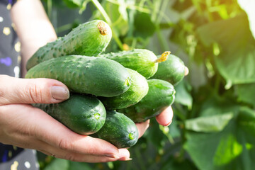 A woman holds a lot of green cucumbers in her hands. Harvesting