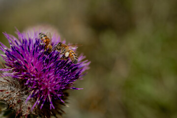 Close up of Bee collects honey from thistle, macro