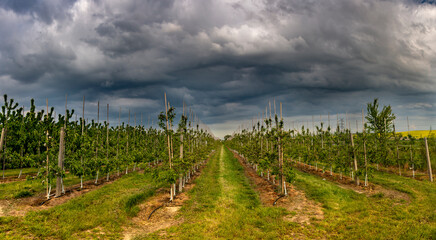 Obraz premium Dramatic view of a shelf cloud over a orchard, panorama view.