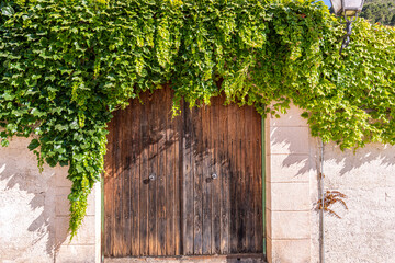 old wooden door with ivy