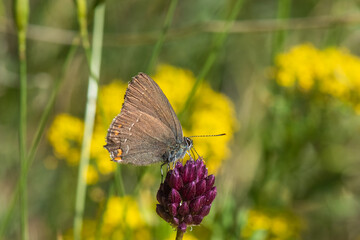  Büyük Sevbeni » Satyrium ilicis »