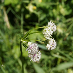 (Astrantia major) Touffes d'astrances ou petites radiaires, plante endémique de montagne à fleurs en ombelle blanc teinté de rose, bractées pointues blanche sur tige dressée