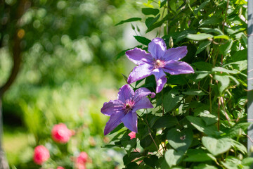 Clematis growing in the garden