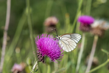 Pieridae / Alıç Kelebeği / Black-veined White / Aporia crataegi