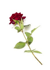 Red rose on a white background with green leaves