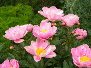 Lovely pink peonies flowering in a garden