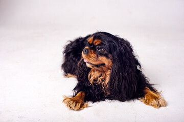 Dog on a white background. Portrait of a beautiful dog of breed King Charles Spaniel.