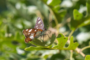 Nymphalidae / Akdeniz Hanımeli Kelebeği / Southern White Admiral / Limenitis reducta