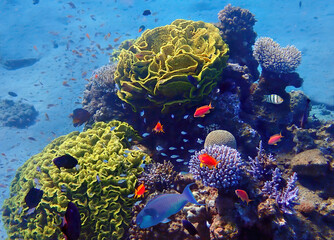 Exotic fish inhabiting coral reefs at the Red Sea, Middle East. Concept of untouched ecosystems by...