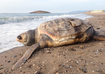 Dead turtle among plastic garbage from ocean on beach, turtle thrown out by the waves lies on beach...