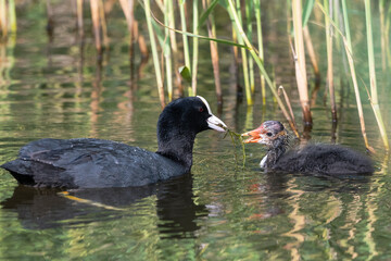 Blässhuhn Fütterung