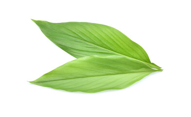 Fresh leaves of turmeric (Curcuma longa) ginger medicinal herbal plant isolated on white background, clipping path included.
