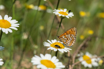 Nymphalidae / Amannisa / Heath Fritillary / Melitaea athalia