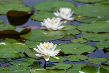blooming white lotus flower in the pond