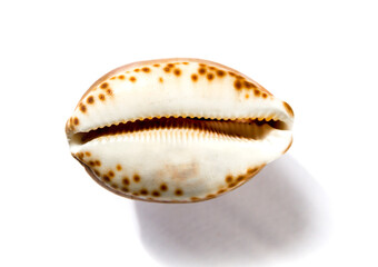 Cypraea tigris, tiger cowrie, on white background