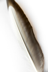 Feather on white background