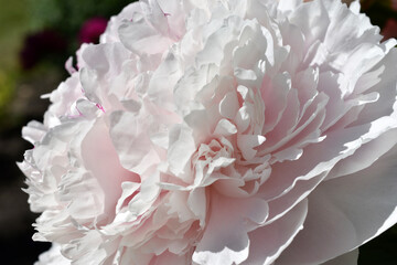 Pink and white beautiful peonies close up in the garden