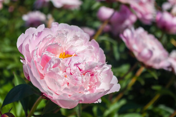 Beautiful natural background for valentine day, 8 march, and love theme, peony flowers Paeonia lactiflora, close up.