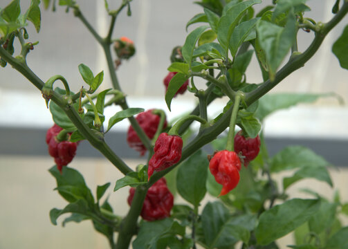 Garden: Red Carolina Reaper peppers on the vine.