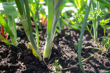 Green onions in the sun, in the garden on a summer day. Agriculture. 