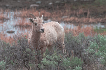 2021-05-10 A YOUNG FEMALE BIGHORN SHEEP IN THE SAGE BRUSH IN YELLOWSTONE NATIONAL PARK
