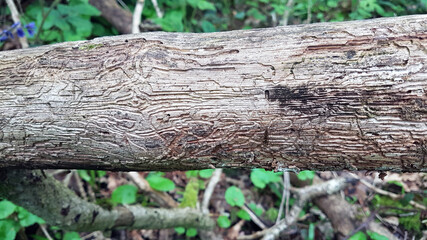 Bark borer pattern in wood 