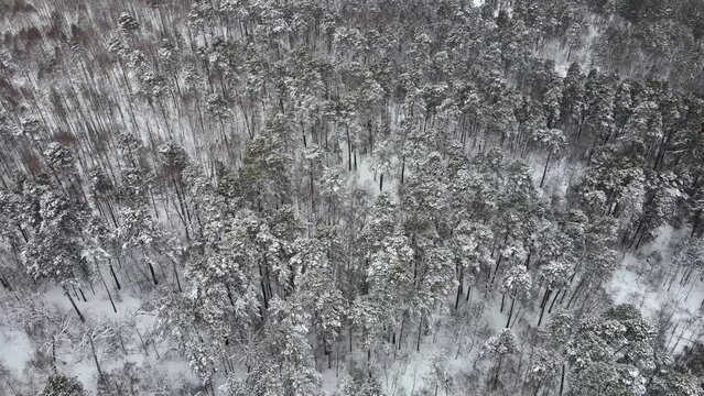 Winter forest in windy weather. Aerial photography of the winter landscape in the forest