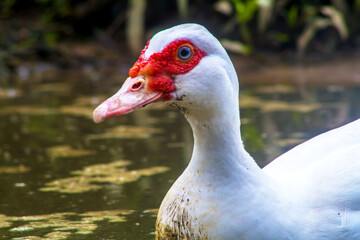 Fototapeta premium portrait of a duck