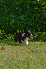 A small fluffy funny dog corgi cardigan is playing with a ball