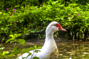 white duck in the grass