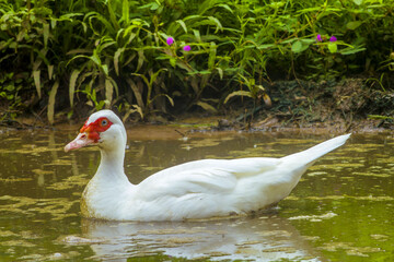 white duck swimming in the water