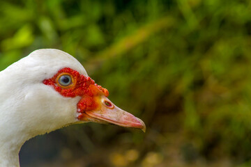 close up of a goose