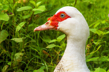 white goose on grass