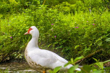 female white duck