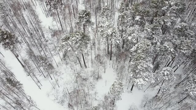 Fly over the winter forest. Trees without leaves in the middle of a small park. Aerial photography